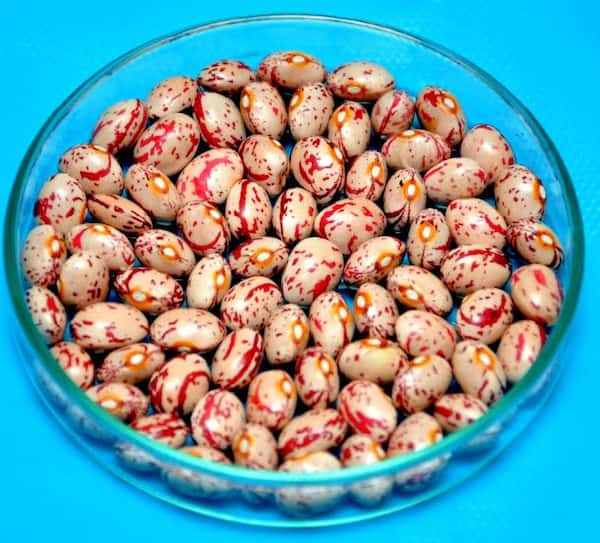 تصویر 4 از معرفی لوبیا چیتی دانه درشت + بهترین قیمت خرید